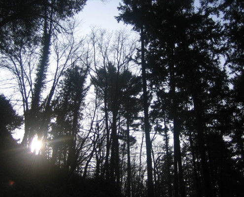 Sonne scheint im Wald